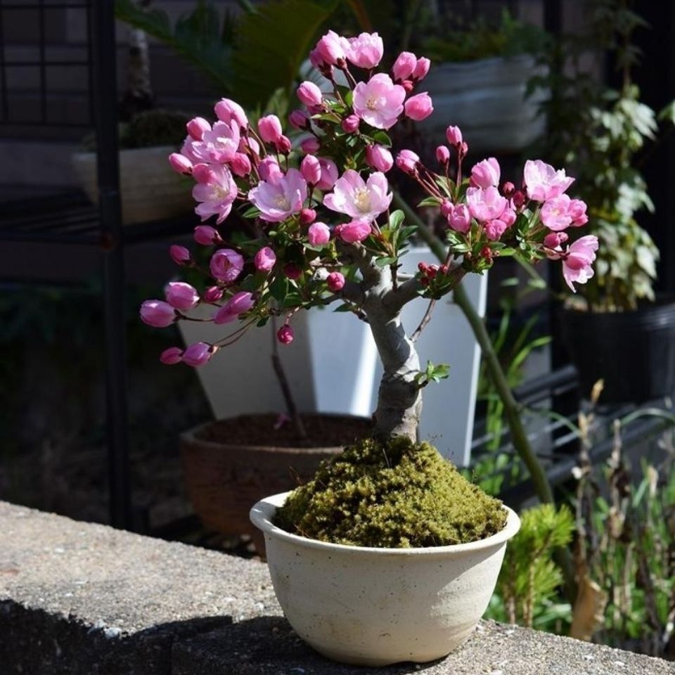 海棠花盆栽花卉室内绿植物四季好养开花绣球树苗庭院植物盆景老桩