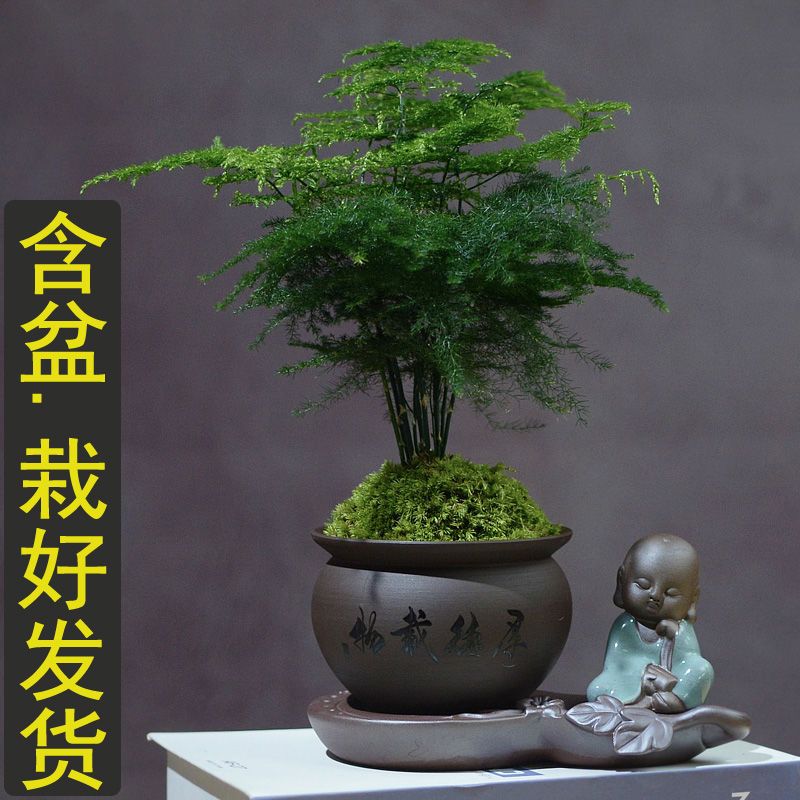 文竹盆栽植物室内净化空气办公室小盆栽绿植花卉大全盆景四季常青