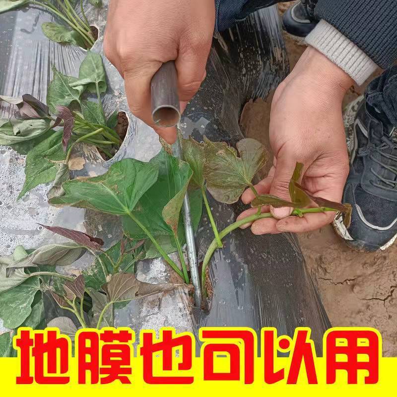 栽苗神器蜜薯苗地瓜苗镊子剪刀地瓜小型插秧器载菜苗器钳子红薯藤