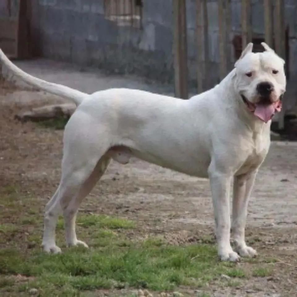 杜高犬纯种三个月幼犬狩猎犬野猪大骨架阿根廷杜高活体大型护卫犬【3