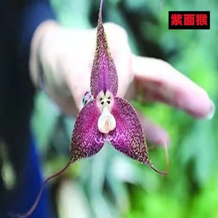 耐寒植物猴面小龙兰球根兰花冬季花卉猴头兰四季开花绿植盆栽阳台