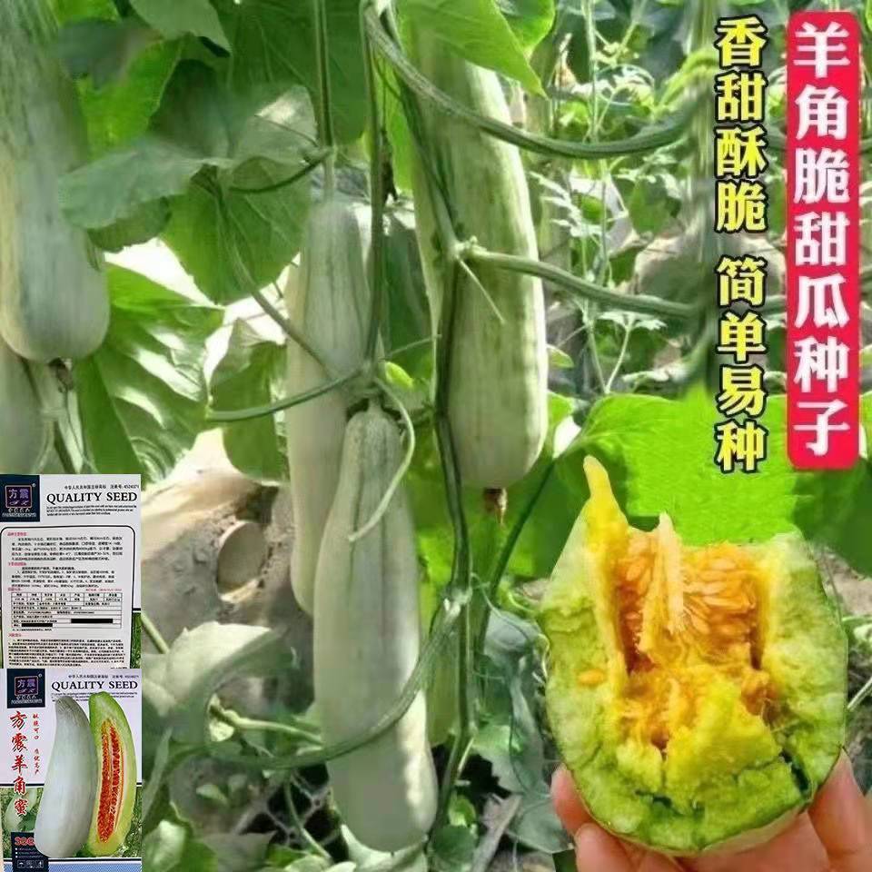 羊角蜜甜瓜种子超甜羊角脆酥薄皮香瓜籽农家易种正宗甜瓜种子大全【2