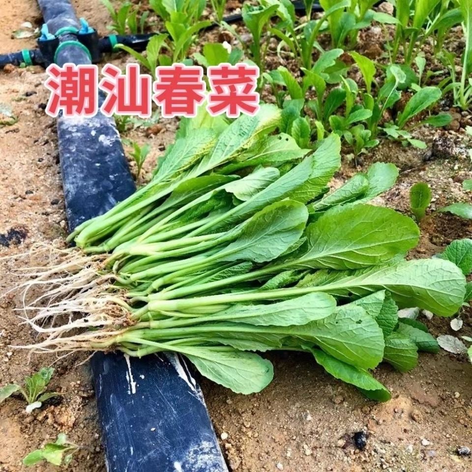 潮汕自家种植本地食用春菜有机肥绿色青菜西餐菜现采包邮农产1斤