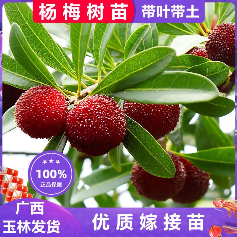 杨梅苗嫁接东魁杨梅树苗特大杨梅嫁接苗南方北方水果盆栽地栽果苗
