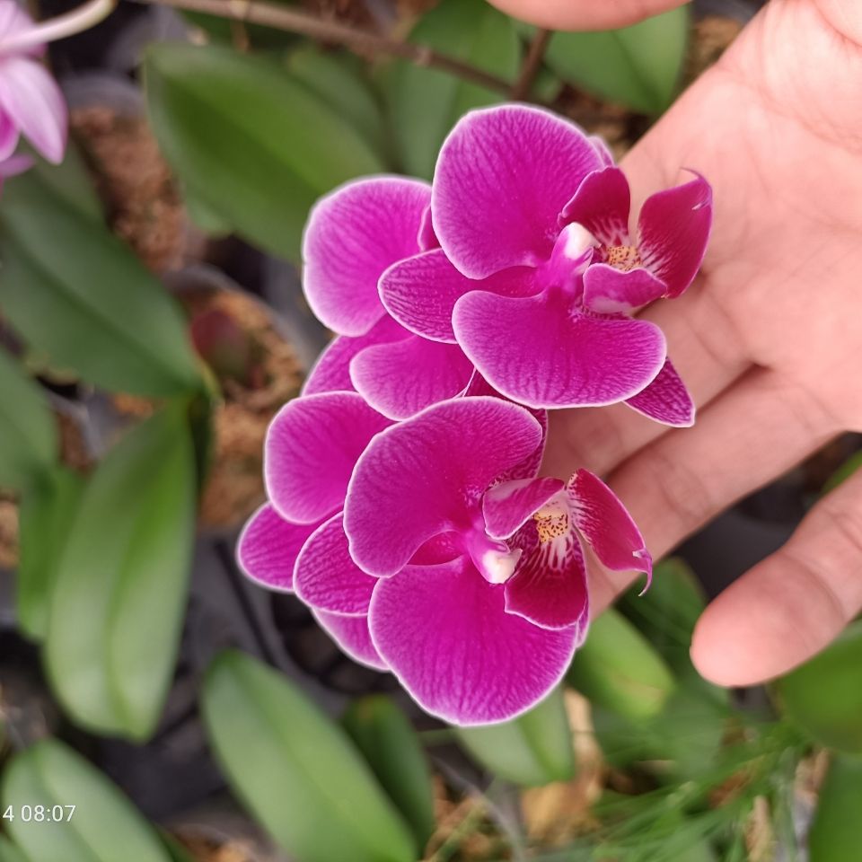 8寸小苗带花剑专业种植蝴蝶兰基地直发品种多多