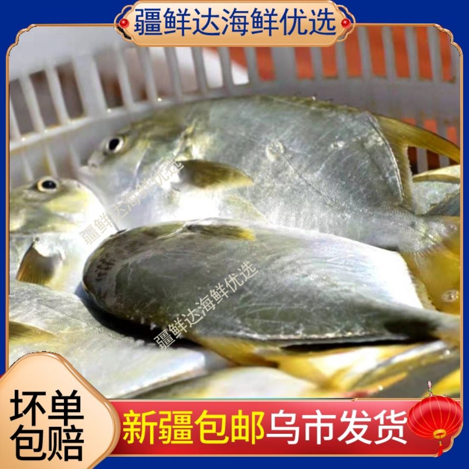 新疆包邮金鲳鱼600-650克*3条新鲜速冻鲳鱼金昌鱼水产 海鱼清蒸鱼