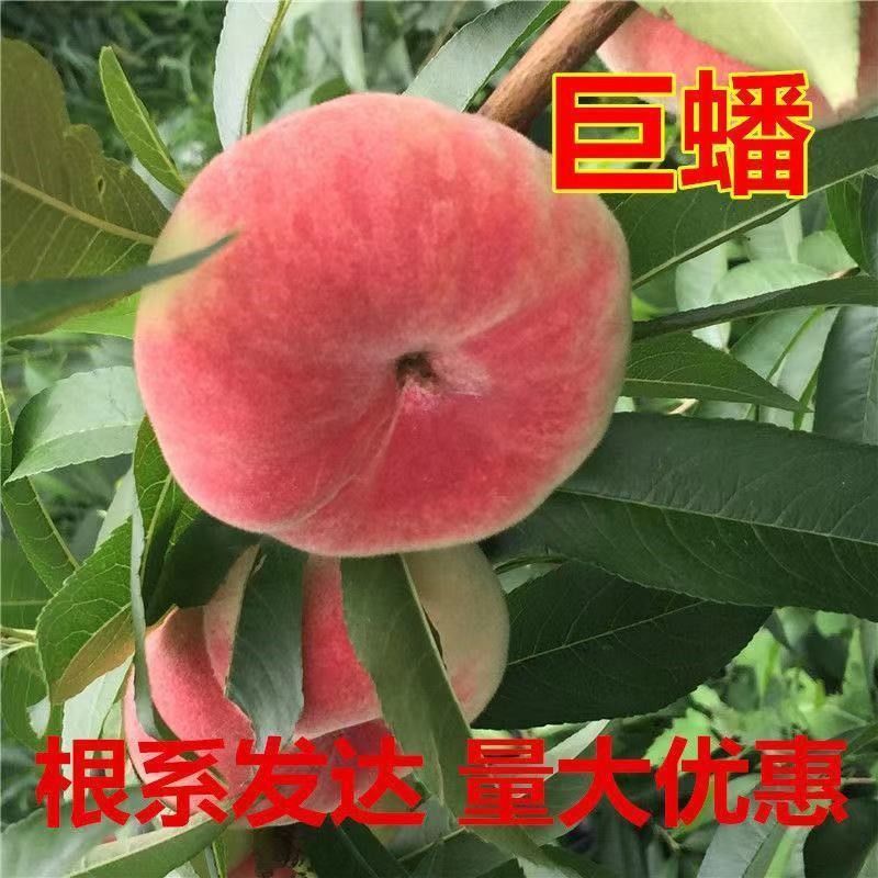 嫁接桃树苗特大巨蟠早熟蟠桃苗巨蟠桃苗南方北方种植当年结果