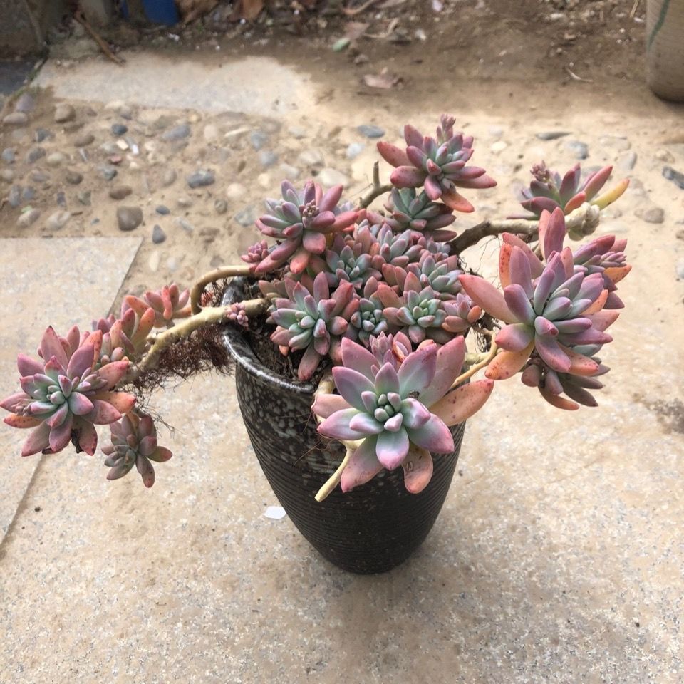 永瑞植物精选多肉大老桩整桩秋丽 3月10日发完 虎窝拼