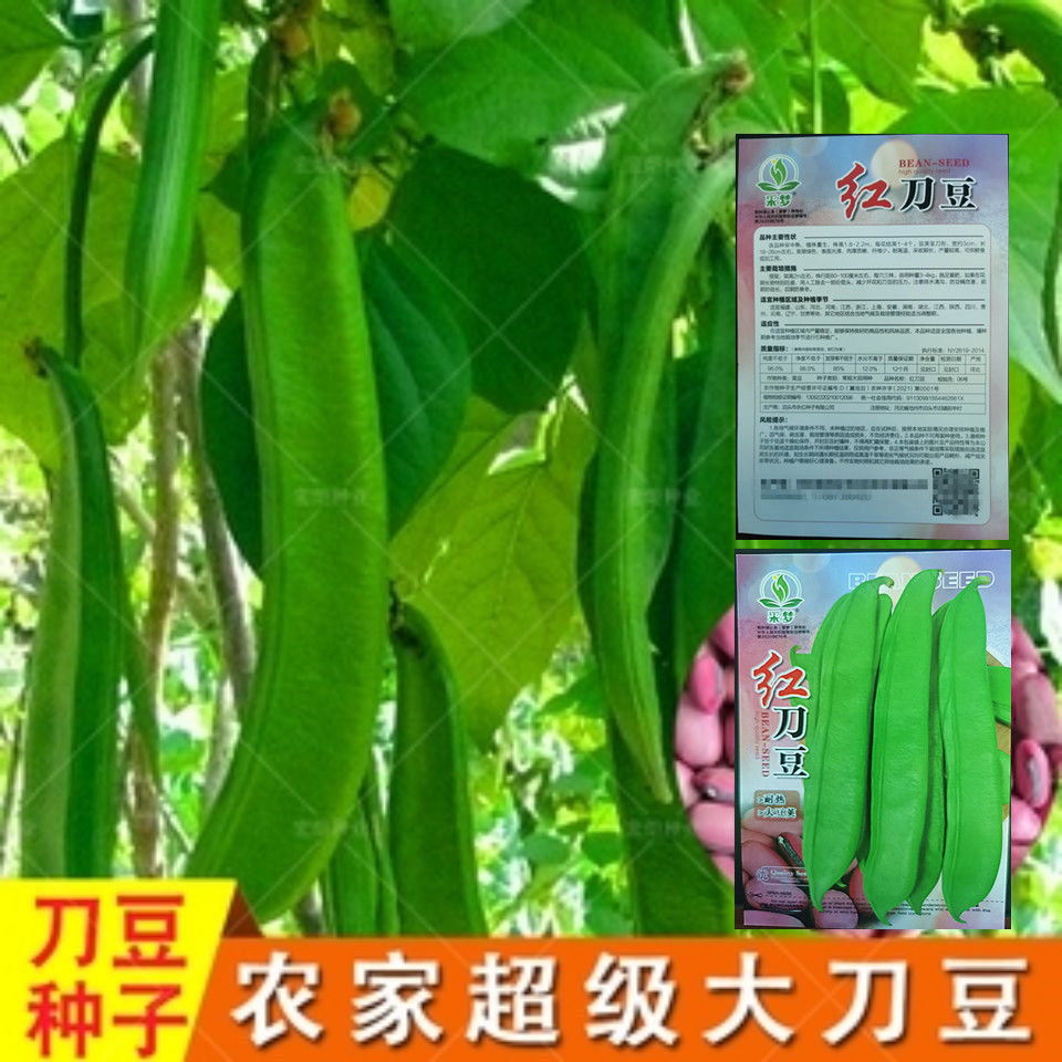 红刀豆种子种籽刀豆苗特长特大巨型红长豆角阳台四季蔬菜农家无架