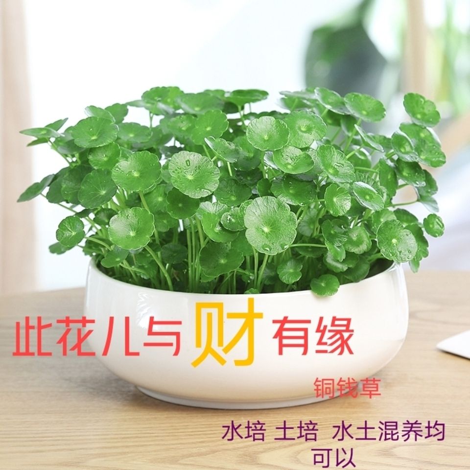 铜钱草水培盆栽室内室外花卉招财金钱草绿植吸甲醛绿植花草植物
