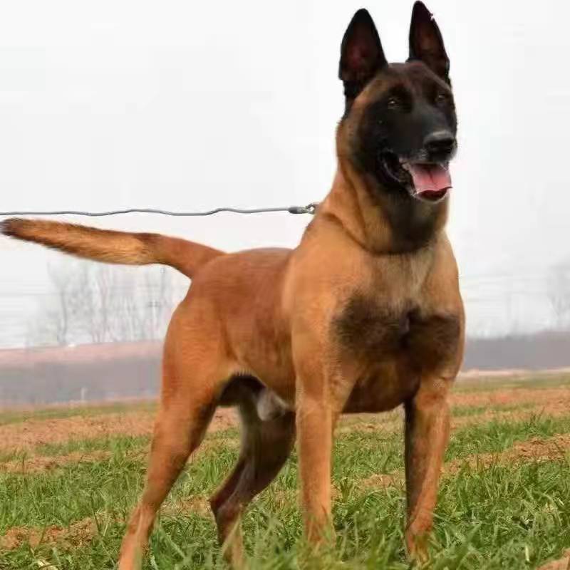 纯种马犬幼犬活体红马黑马黄马犬血统马犬看家护院警犬猎犬