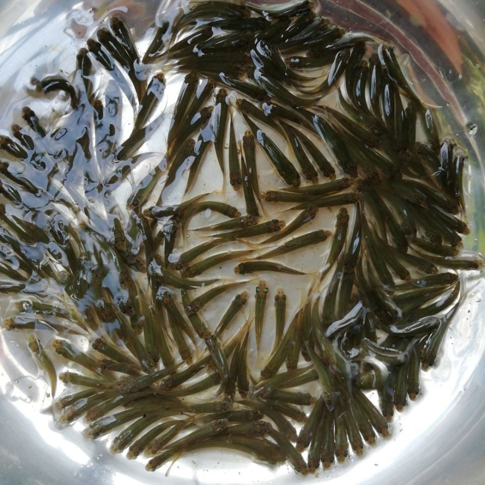 鲮鱼苗土鲮鱼苗麦鲮鱼苗泰鲮鱼苗活体淡水养殖鲜活可食用观赏鱼缸