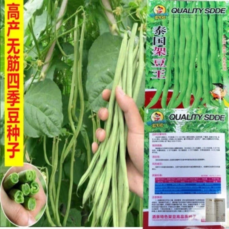 无筋四季豆种子泰国无筋豆种籽豆角长芸豆蔬菜四季豆青豆高产扁豆