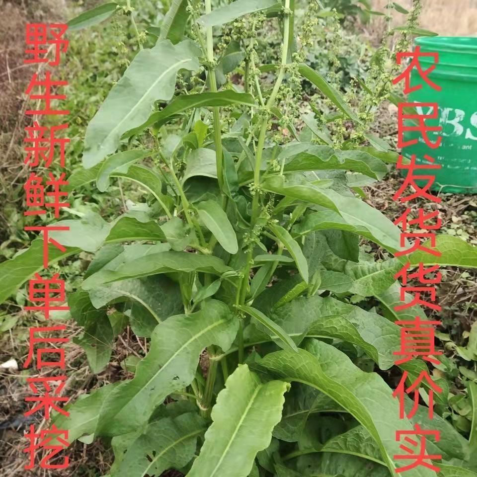 野生野菠菜土大黄新鲜羊铁叶子根洋铁叶牛西西羊蹄根现挖现发500g