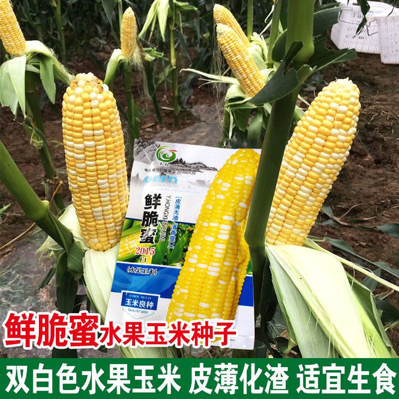 鲜脆蜜玉米种子甜玉三号水果玉米种子四季生吃春季夏蔬菜孑子黏甜