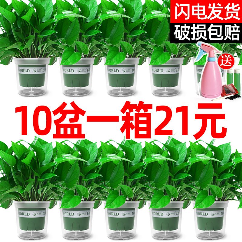 绿萝盆栽室内花卉植物吸除甲醛绿植水培好养长藤垂吊大叶绿箩批发 虎窝拼