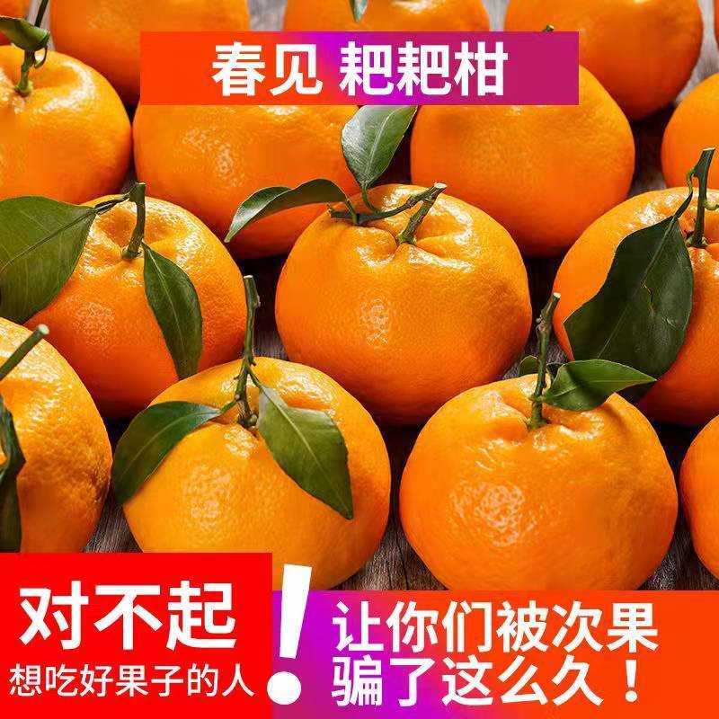 四川正宗春见耙耙柑批发价趴趴柑特级当季新鲜水果孕妇整箱包邮