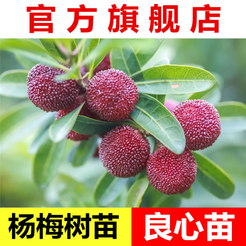 杨梅树苗嫁接六月东魁杨梅带泥带叶南方杨梅果树苗广西容县批发
