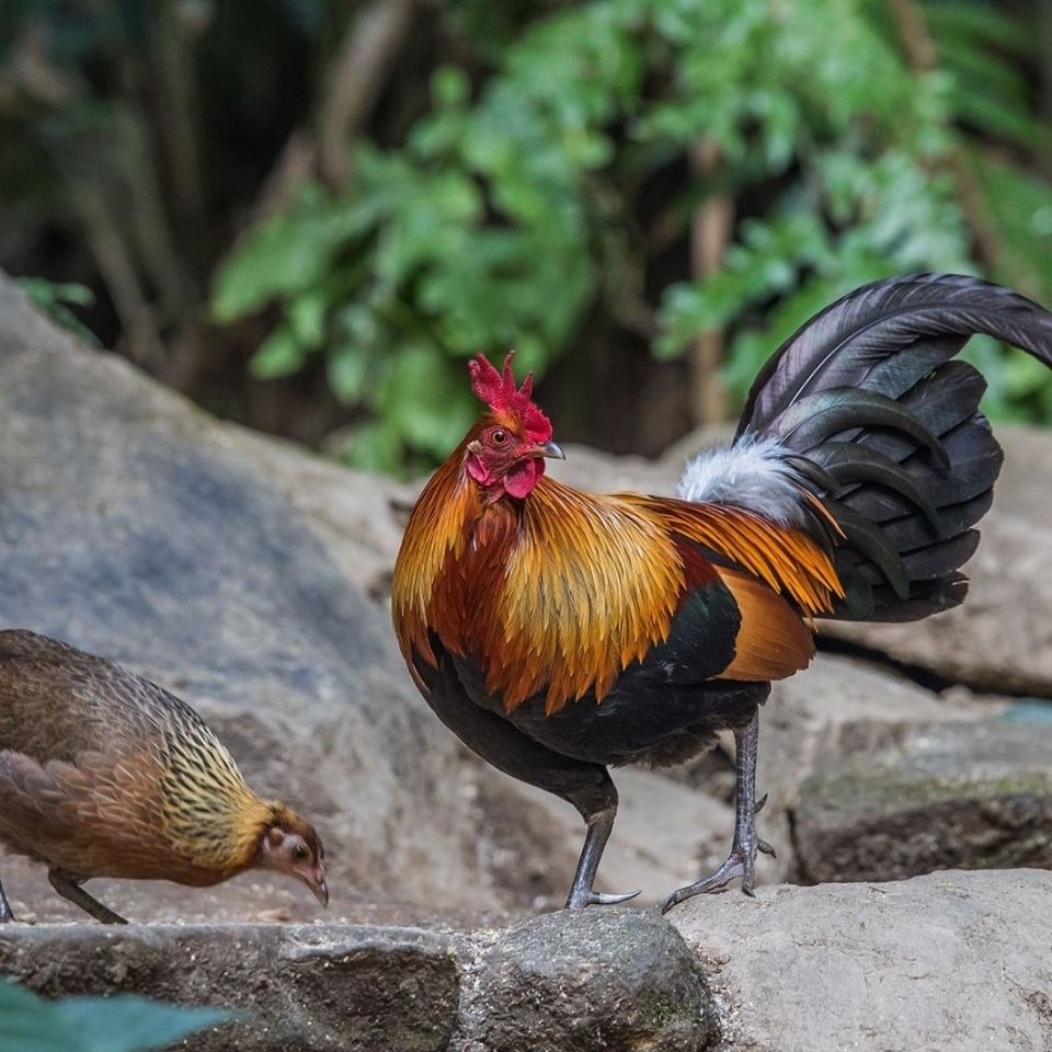云南特产红耳原鸡999一年以上的老原鸡【3月30日发完】