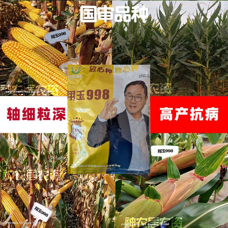 先玉335包谷种大田玉米杂交种翔玉998国审玉米种子批发高产玉米种