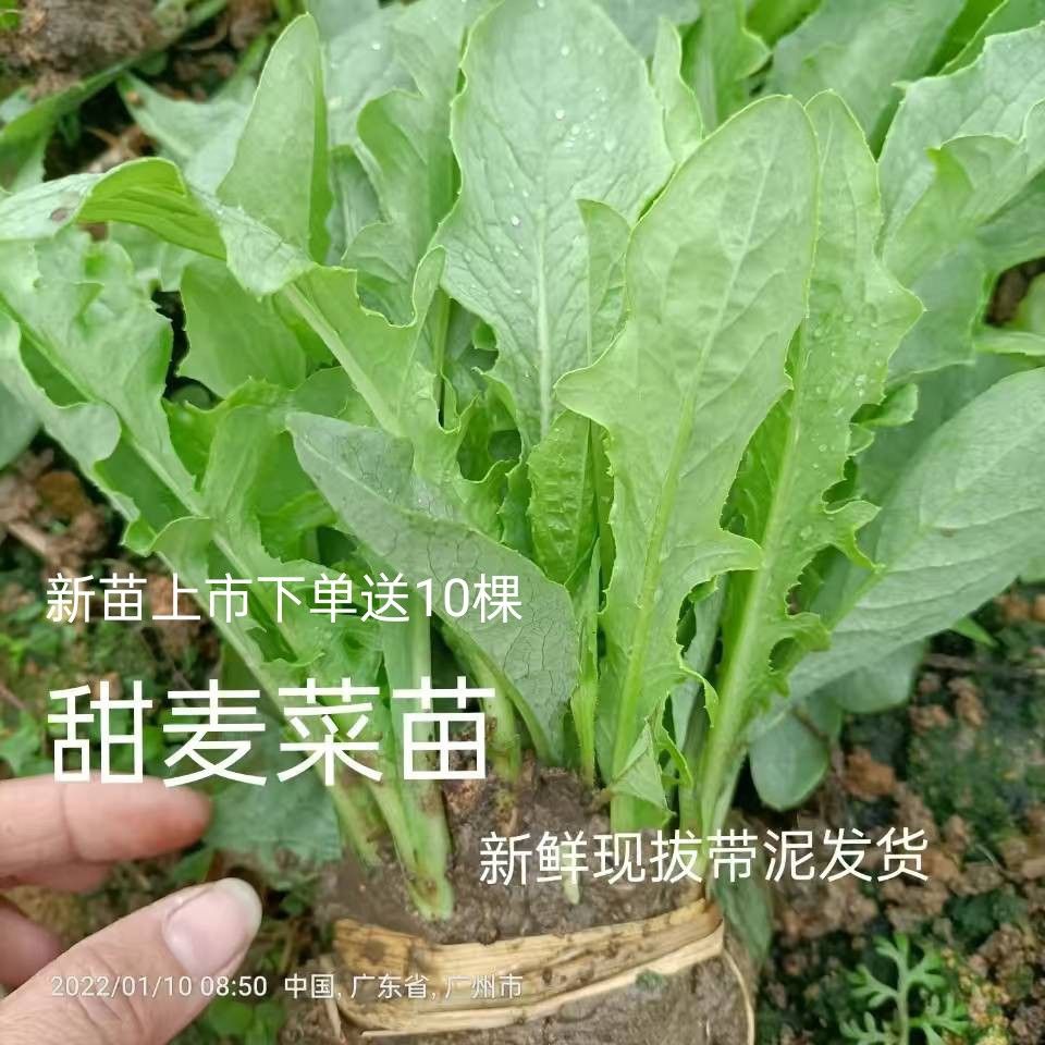 广东甜麦菜秧苗当季蔬菜麦菜幼苗现拔新鲜带泥发货