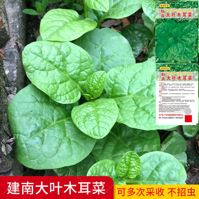 建南大叶木耳菜种子爬藤豆腐菜种籽四季大田阳台盆栽耐热蔬菜种孑