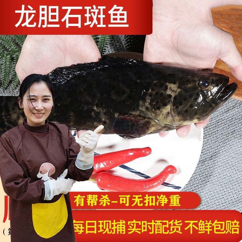 【现捕龙胆青斑石斑】海鲜新鲜大石斑鱼鲜活海捕龙胆鱼生鲜东星斑