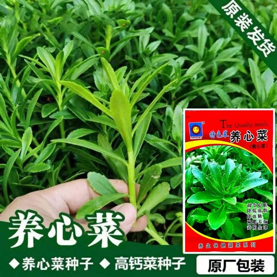 养心菜种子费菜高钙菜种籽种苗救心菜蔬菜种孑景田三七四季易种植