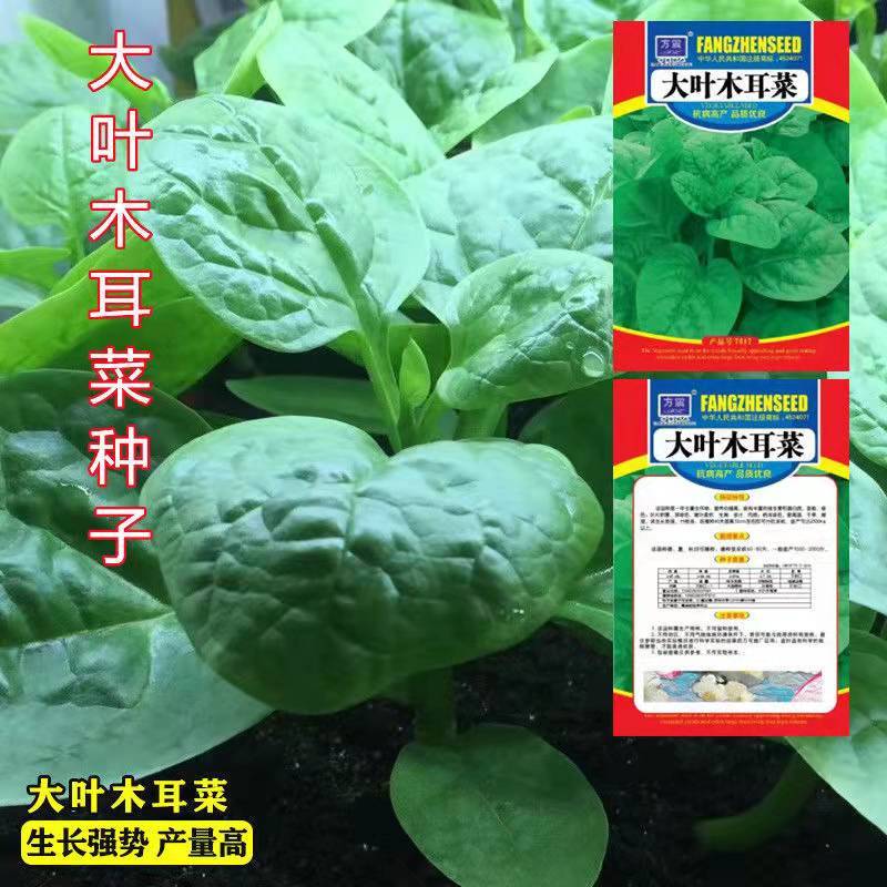 庭院盆栽爬藤蔬菜籽大叶木耳菜种子潺菜落葵豆腐菜紫角叶嫩叶植物