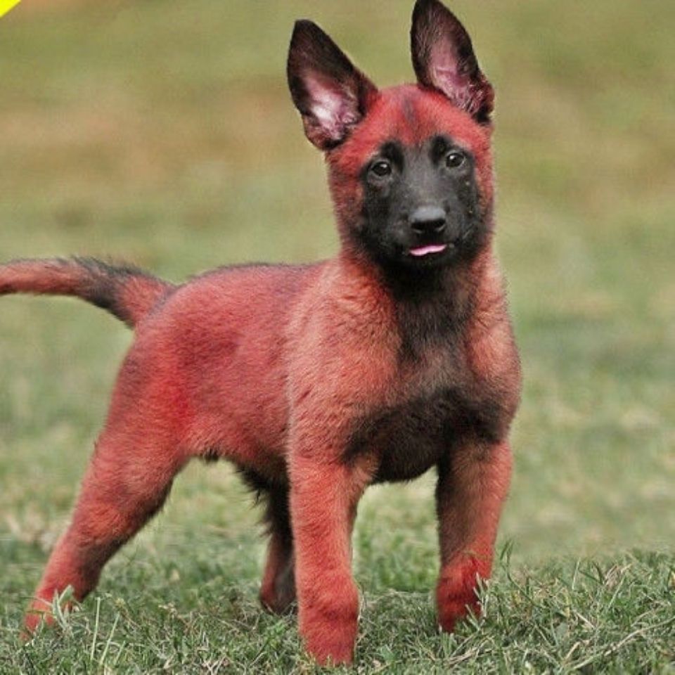 马犬幼犬纯种马犬三个月正宗马犬狗军犬货到付款活物狗狗【3月28日发