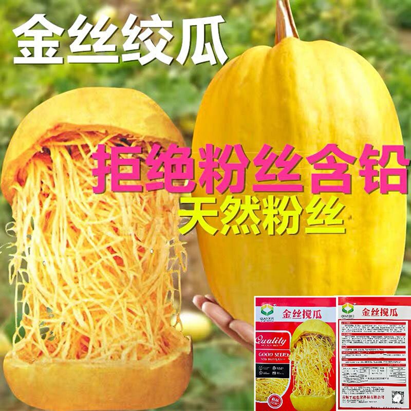 金丝搅瓜种子天然粉丝南瓜种籽金丝南瓜四季蔬菜种籽鱼翅瓜角绞瓜