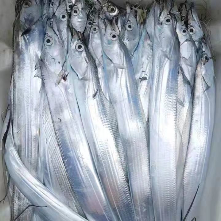 【1-3斤特大带鱼】大带鱼东海带鱼新鲜鲜活野生刀鱼【净重无冰】