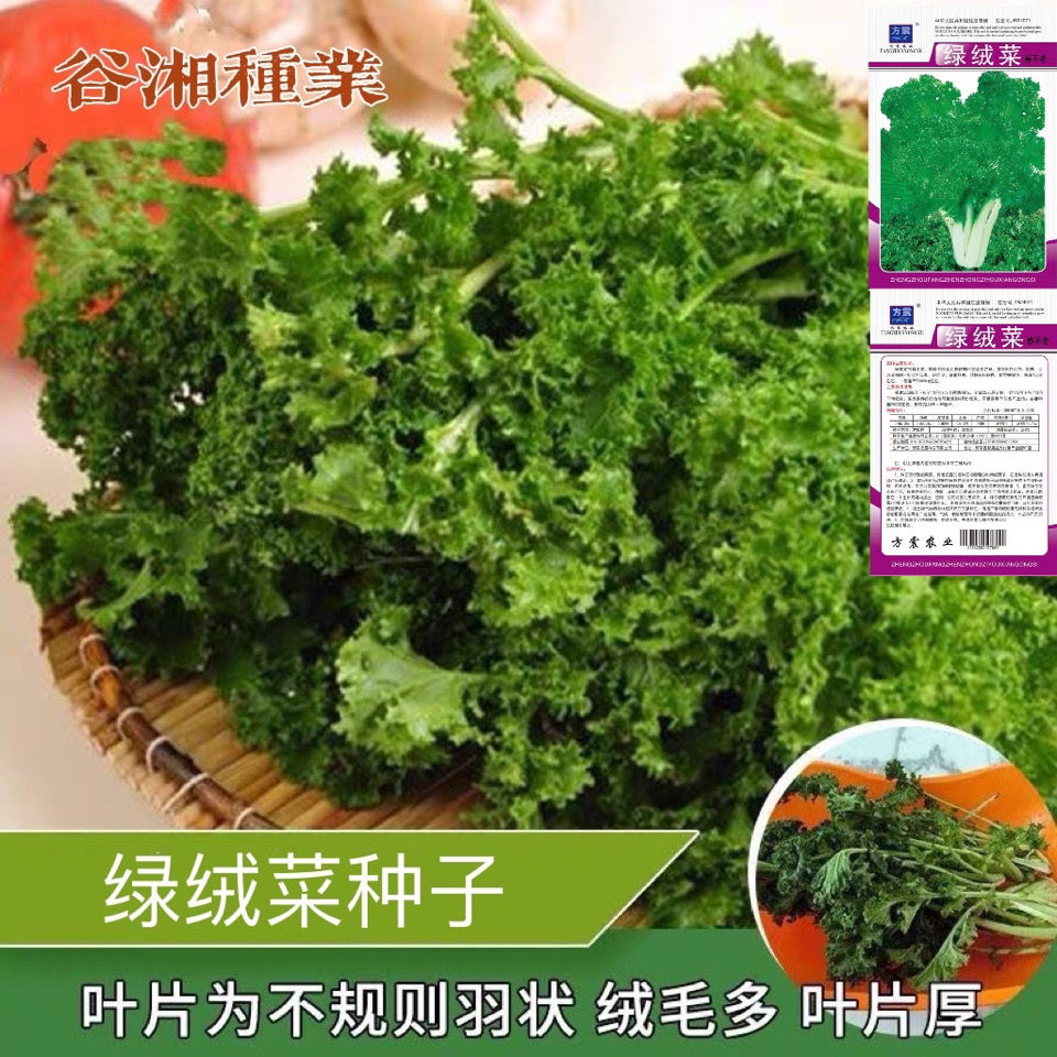 花叶苔菜种子绿绒菜种籽台菜蔬菜种孑春季特菜种春不老种四季播