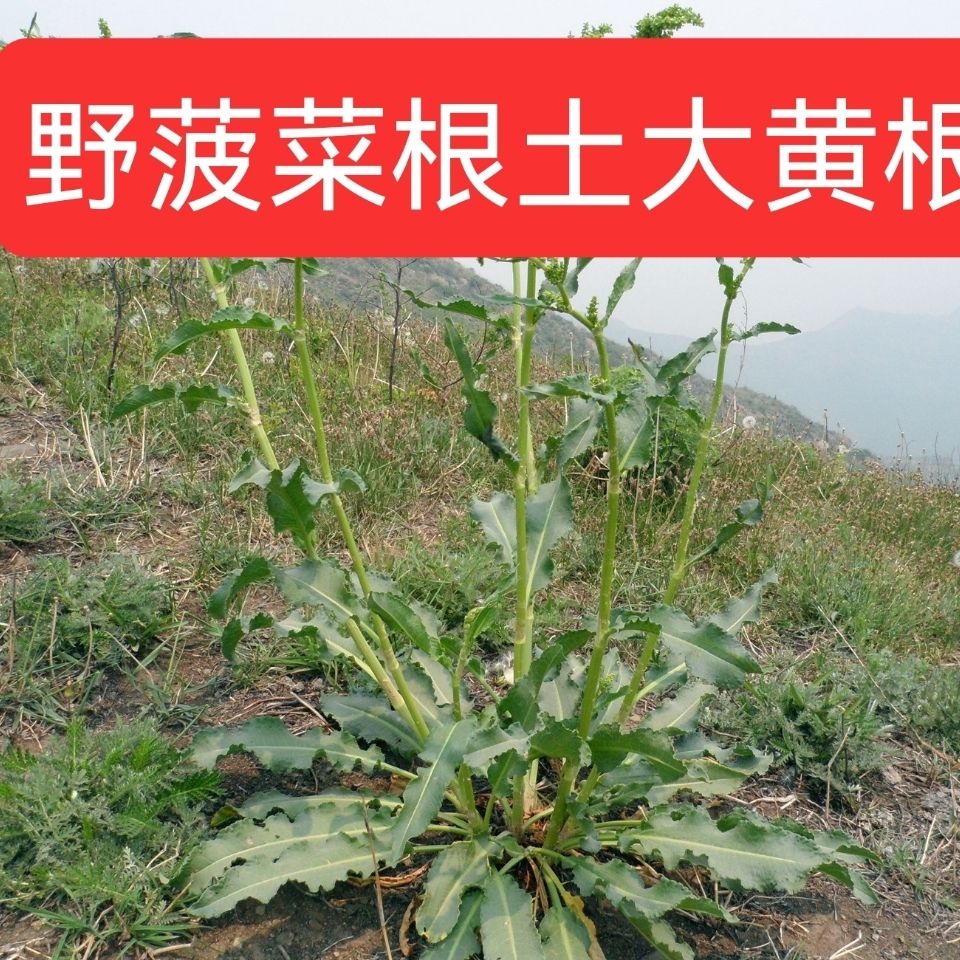 野菠菜根野生土大黄 菠菜 新鲜血三七 洋铁叶子根 羊蹄根牛舌草