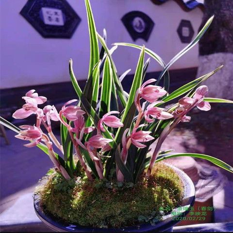 春剑名品高档兰花   水晶 金镶玉 兰花苗浓香型绿植盆栽花卉