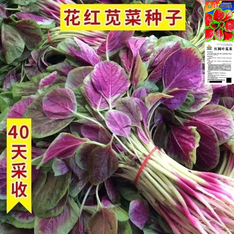 红叶苋菜春夏秋冬四季播种窗台阳台花盆养菜种菜有机蔬菜种子耐热