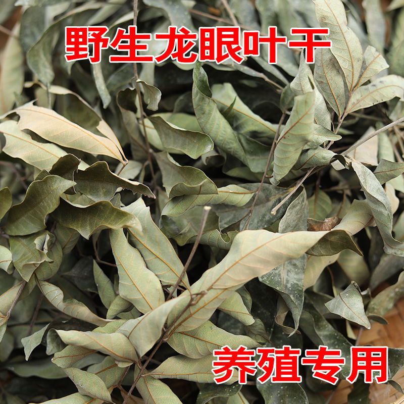 龙眼叶水质调节乌龟用免煮养龟叶子龟叶龟缸周转箱造景改善水质