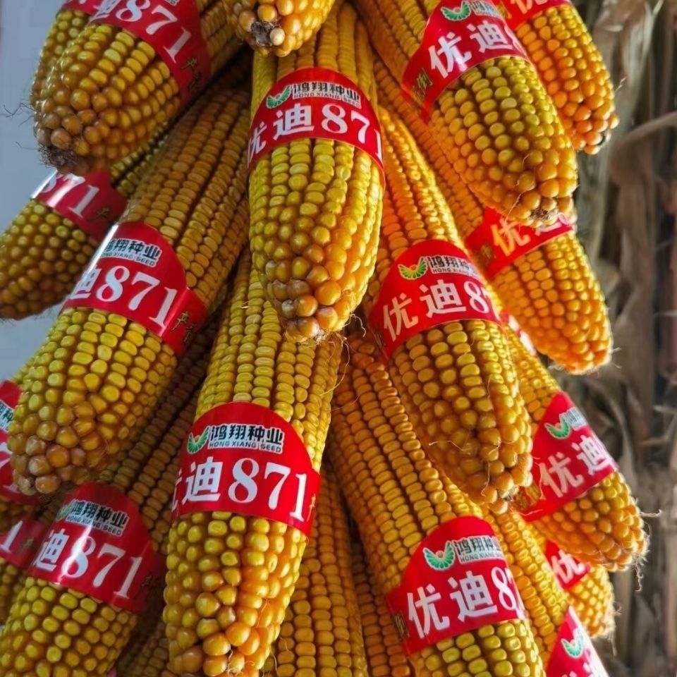 优迪871系列高产抗病耐旱杂交玉米耐高温不花粒活杆成熟超先玉335