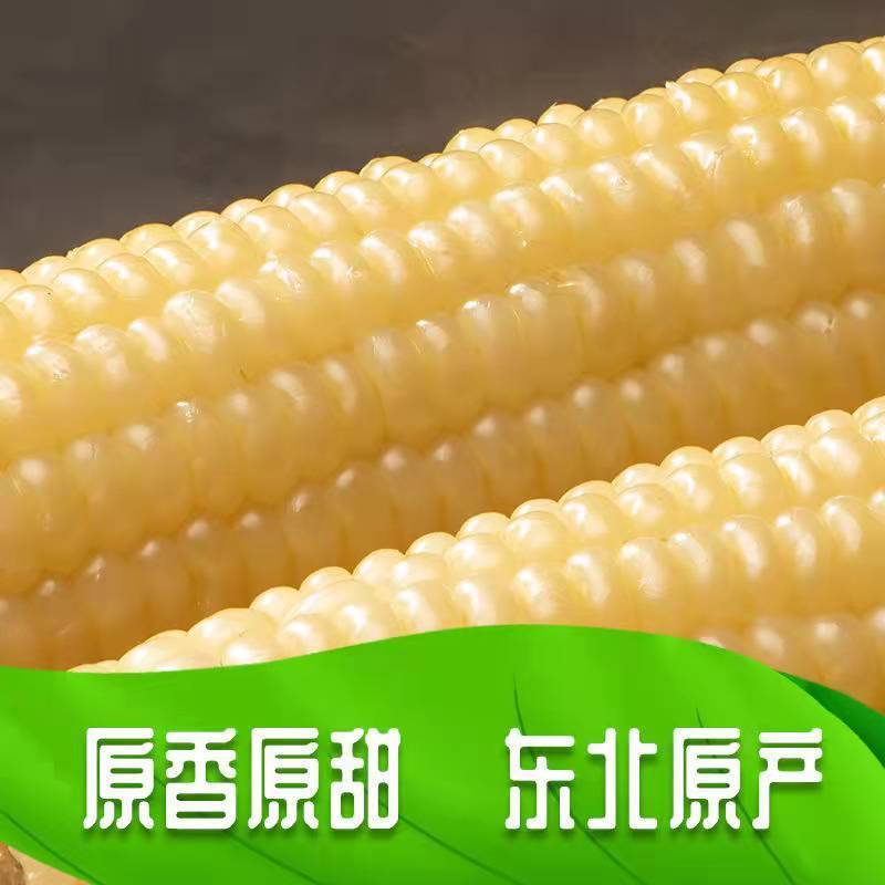 东北白糯玉米甜糯粘玉米棒真空装包非转基因新鲜粗粮代餐即食玉米
