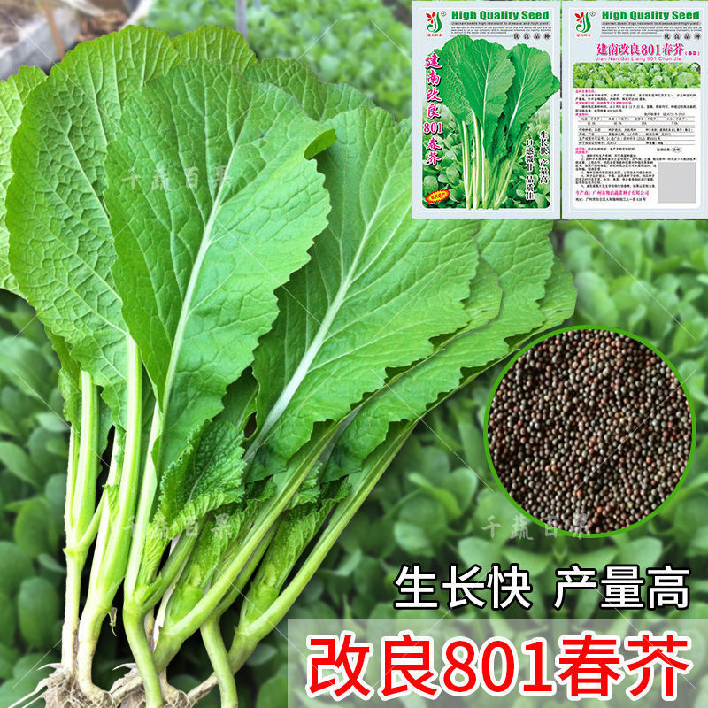 改良801春芥芥菜种子四季春芥春菜种籽阳台盆栽农家青菜蔬菜种孑