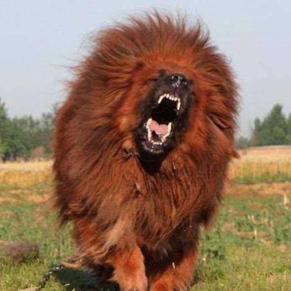出售纯种藏獒幼犬 白色红色铁包金色藏獒犬 狮头藏獒巨型猛犬藏獒【3