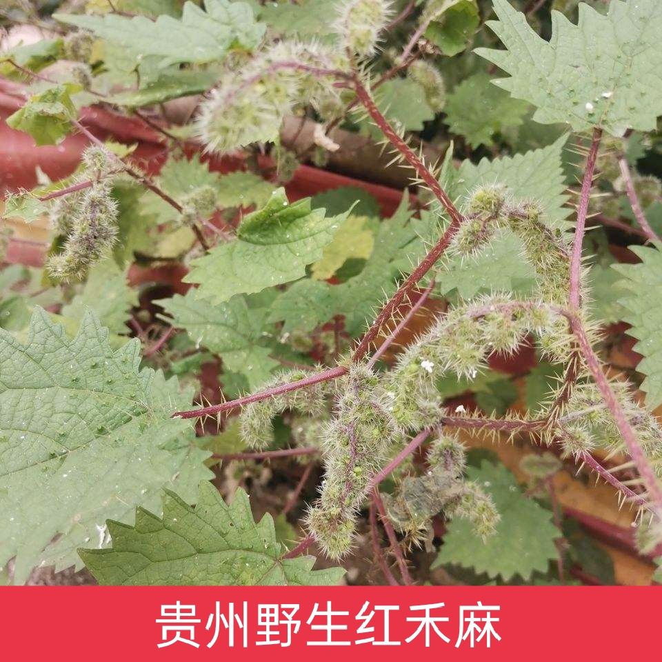 新鲜野生红活麻老虎麻红禾麻红霍麻草咬人草白豁麻绿杆荨麻草包邮【3