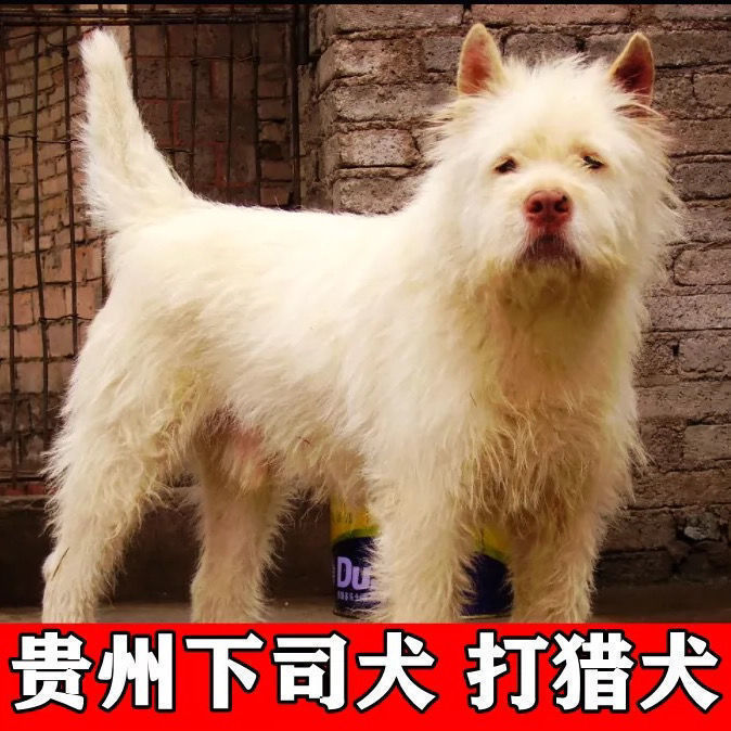 贵州纯种五红下司犬 虎头猎犬 长毛中毛短毛 活体包邮 猎犬养殖【3月9