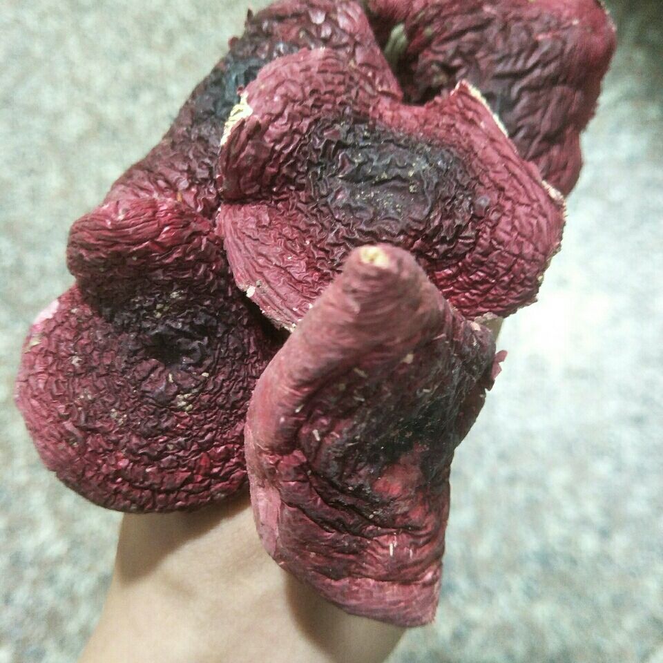 新野生红菇椎菌红菇干货土特产红菌食用菌孕妇坐月子炖汤营养煲汤