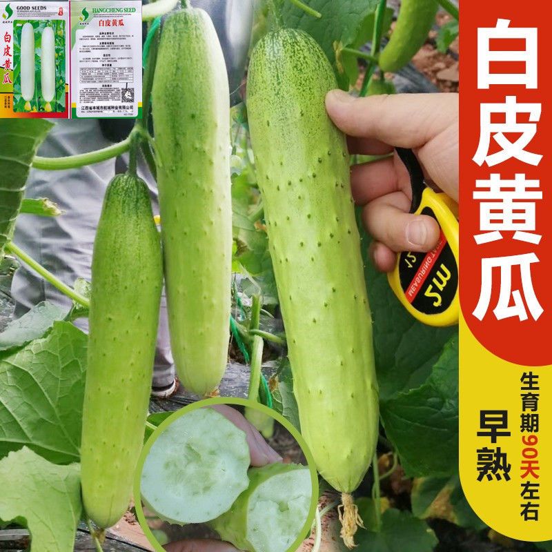 非转基因常规自留老品种白皮黄瓜种子 绿皮黄瓜青皮黄瓜种子