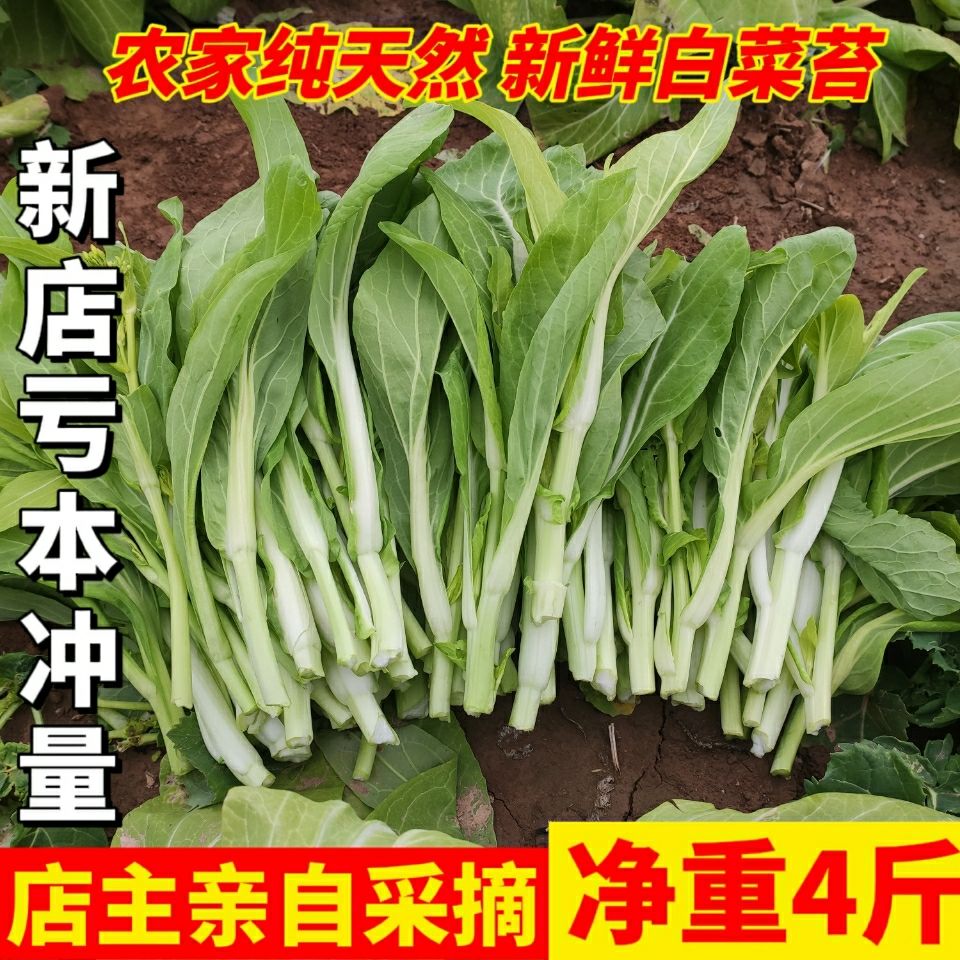 现摘湖北农家自种当应季白菜苔菜 新鲜蔬菜薹心绿色脆嫩4斤包邮【2天