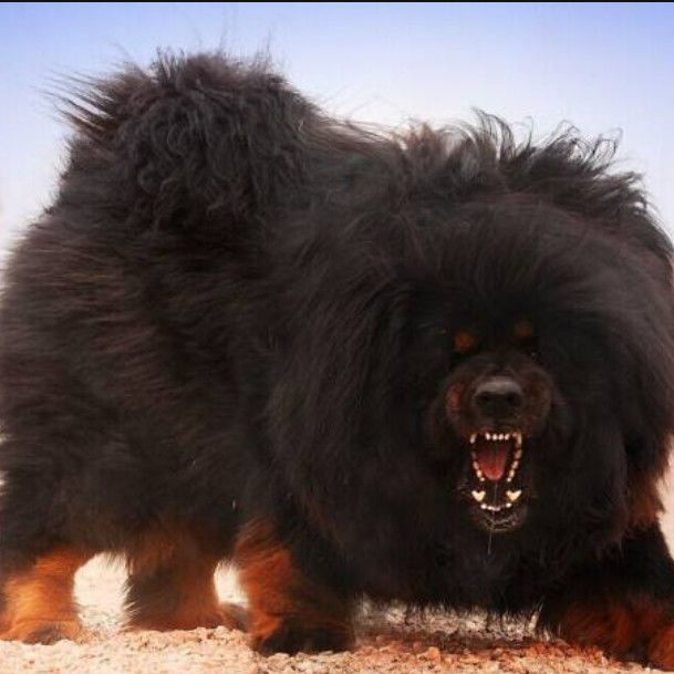 出售纯种藏獒幼犬 白色红色铁包金色藏獒犬 狮头藏獒巨型猛犬藏獒【3