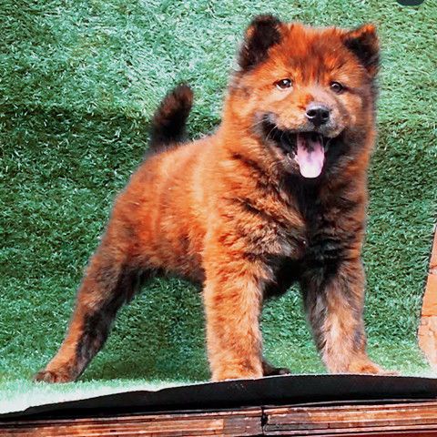 土狗猎狗活体广西土猎中华田园犬看门狗幼崽黄狗黑狗农家狗苗活狗【3