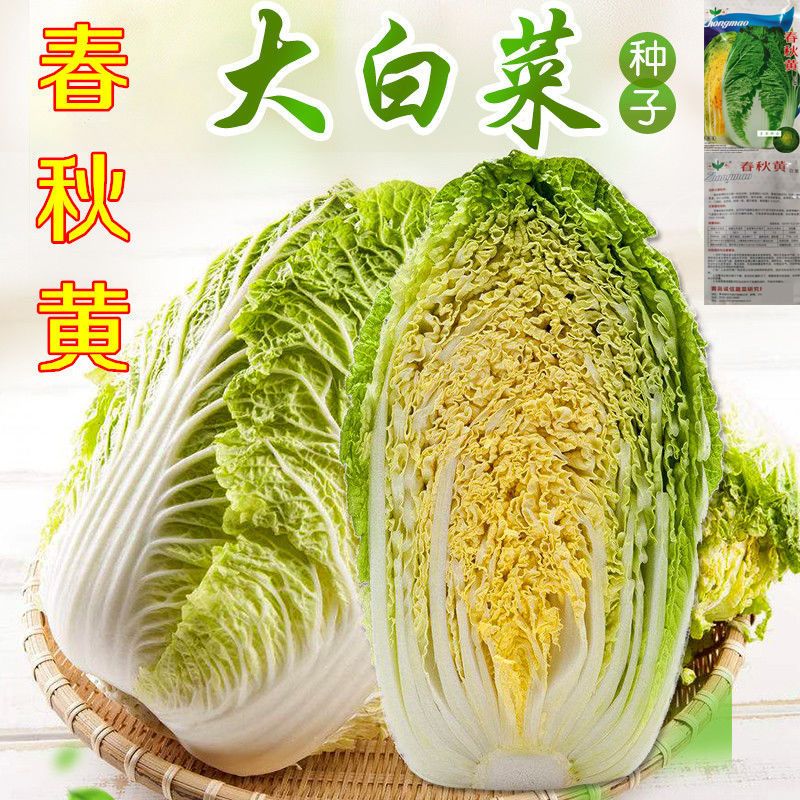 春秋黄大白菜种子 圆白菜 早熟黄心白菜四季种植耐寒大田栽培蔬菜