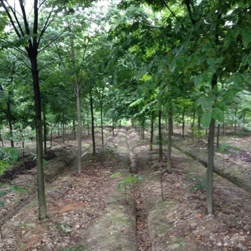 榉树园林绿化苗木榉树树苗榉树苗小苗3-20公分榉树大树苗乔木榉树